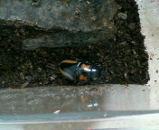 breeding08_p22.jpg(14369 byte)