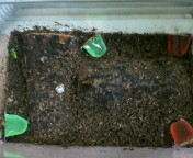 breeding08_p24.jpg(15295 byte)