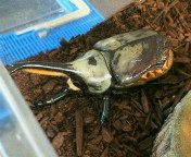 breeding08_p25.jpg(17297 byte)