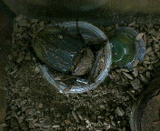 breeding08_p26.jpg(15773 byte)
