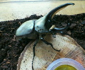 breeding08_p28.jpg(17131 byte)