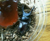 breeding08_p29.jpg(17867 byte)
