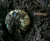 breeding08_p3.jpg(18169 byte)