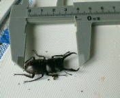 breeding08_p30.jpg(12623 byte)