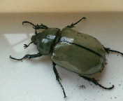 breeding08_p31.jpg(10715 byte)