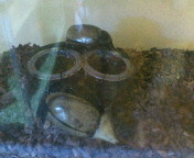 breeding08_p32.jpg(12542 byte)