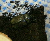 breeding08_p33.jpg(17292 byte)