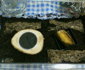 breeding08_p34.jpg(17434 byte)