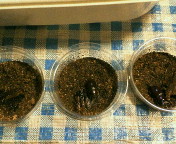breeding08_p37.jpg(18420 byte)