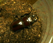 breeding08_p38.jpg(18162 byte)