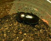breeding08_p39.jpg(18538 byte)