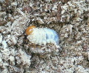 breeding08_p4.jpg(22251 byte)