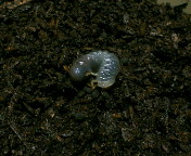 breeding08_p40.jpg(16124 byte)