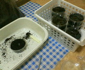breeding08_p41.jpg(17429 byte)