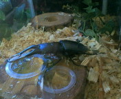 breeding08_p42.jpg(15180 byte)