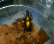 breeding08_p43.jpg(11626 byte)