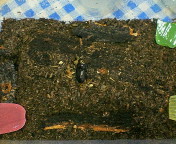 breeding08_p44.jpg(18639 byte)