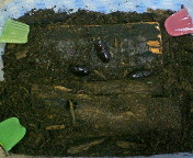breeding08_p45.jpg(16392 byte)