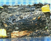 breeding08_p46.jpg(21491 byte)