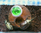 breeding08_p47.jpg(18844 byte)