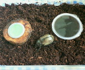 breeding08_p48.jpg(18951 byte)