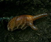 breeding08_p5.jpg(12173 byte)