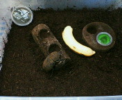 breeding08_p50.jpg(14072 byte)