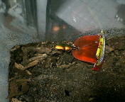 breeding08_p51.jpg(15023 byte)