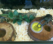 breeding08_p54.jpg(17809 byte)