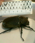 breeding08_p6.jpg(10505 byte)