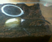 breeding08_p8.jpg(12268 byte)