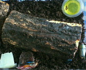 breeding09031.jpg(18502 byte)