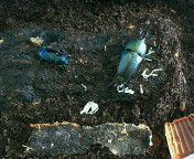 breeding09032.jpg(18718 byte)