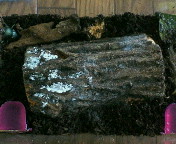 breeding0926.jpg(16397 byte)