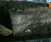 breeding0929.jpg(16037 byte)