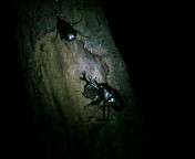 insect_p001.jpg(8216 byte)