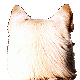 �X�V���
