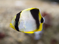 セグロチョウチョウウオ幼魚