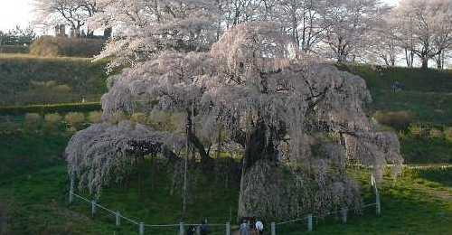 滝桜0616-60