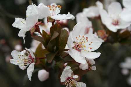sakura05/d0372-45