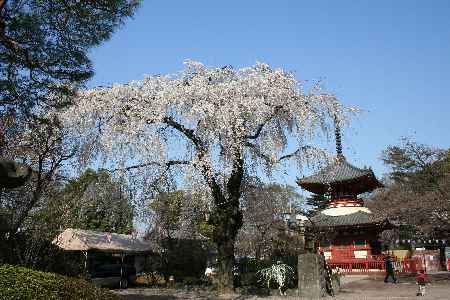 滝桜0616-60