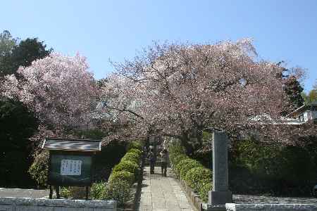 sakura05/d0610-45.jpg