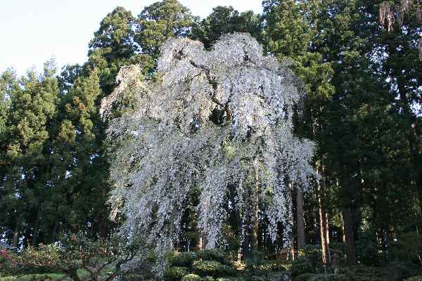 滝桜0616-60