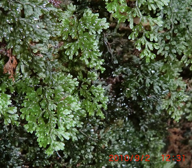 �˒˕����z�\�o�R�P�V�m�u