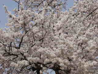 満開の桜