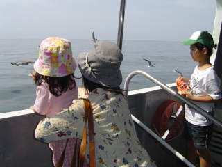 笹川流れ遊覧船とカモメ