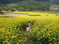 菜の花迷路