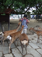奈良公園の鹿に襲われる祥平