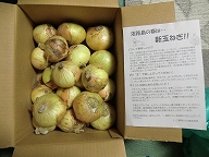 玉ねぎの贈り物