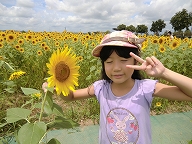 ひまわり畑(2)
